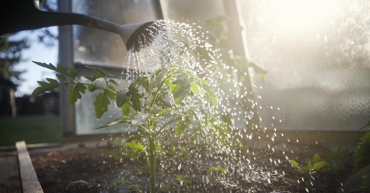 Watering plant in greenhouse