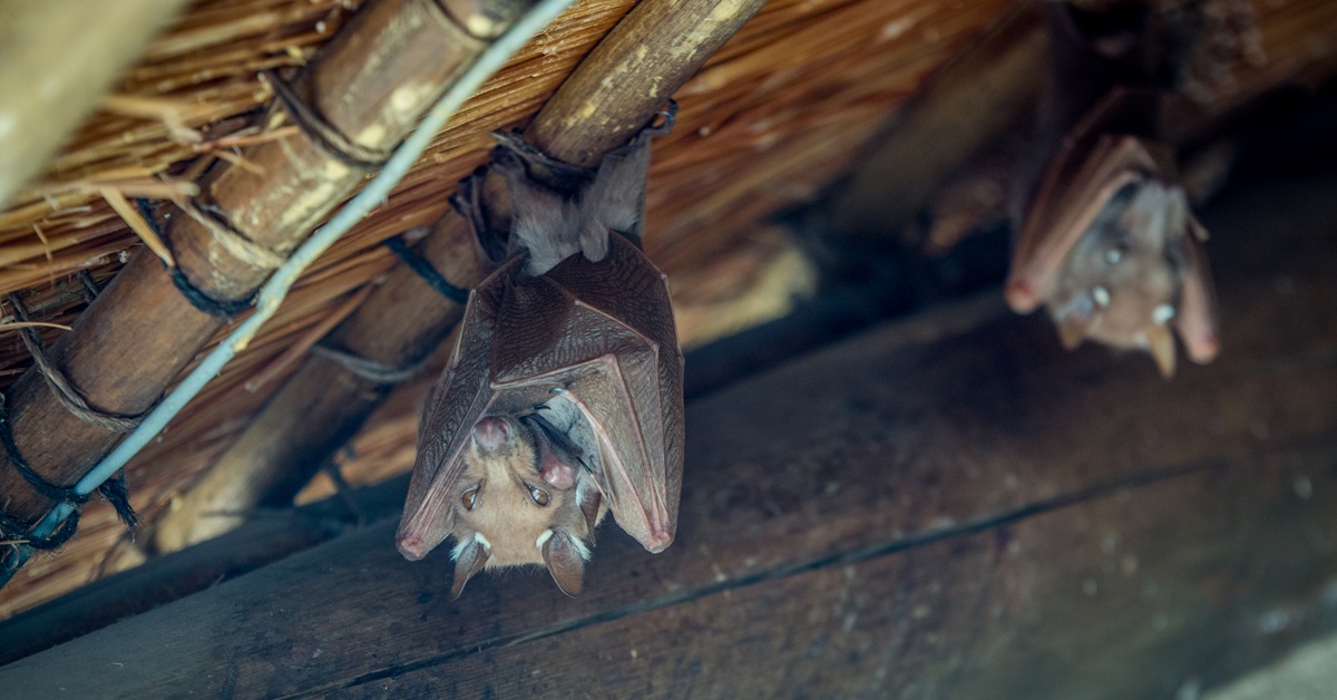 two bats hanging from inside cave