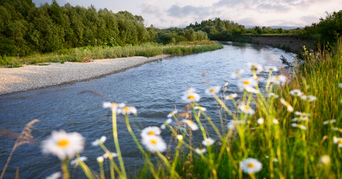 view of a river with daisies and trees