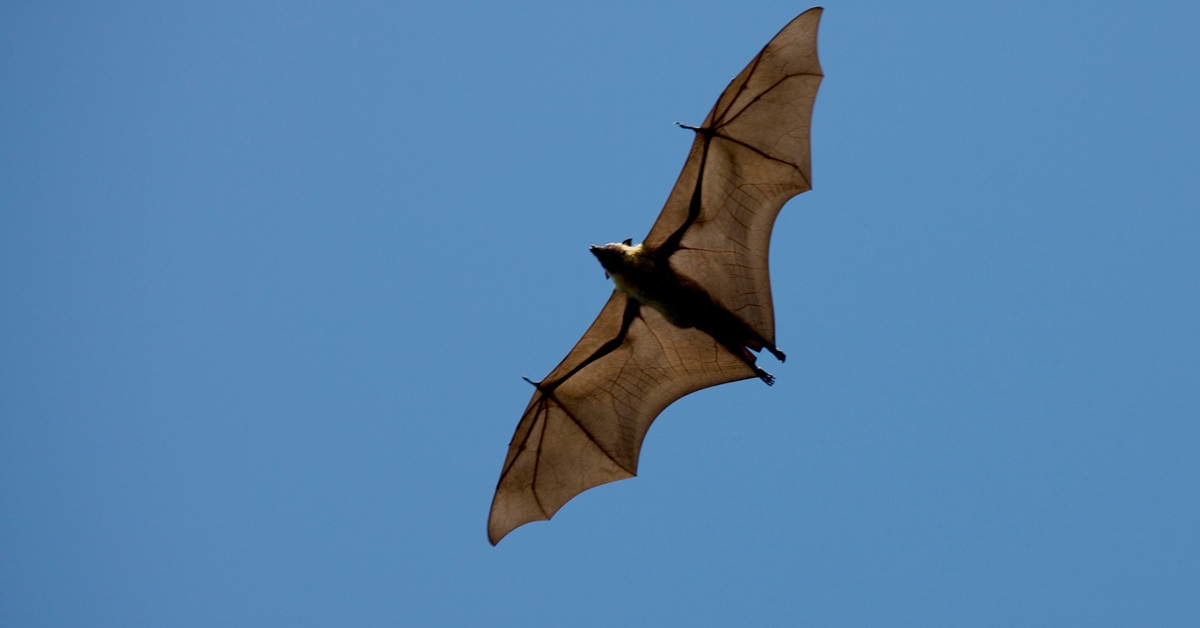 bat flying in a clear blue sky