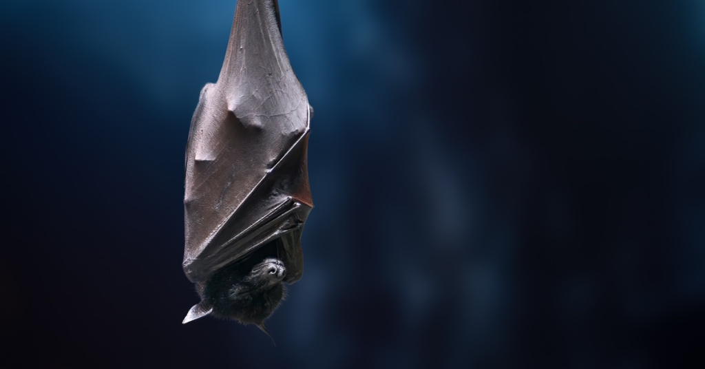 bat hanging upside down in dark background