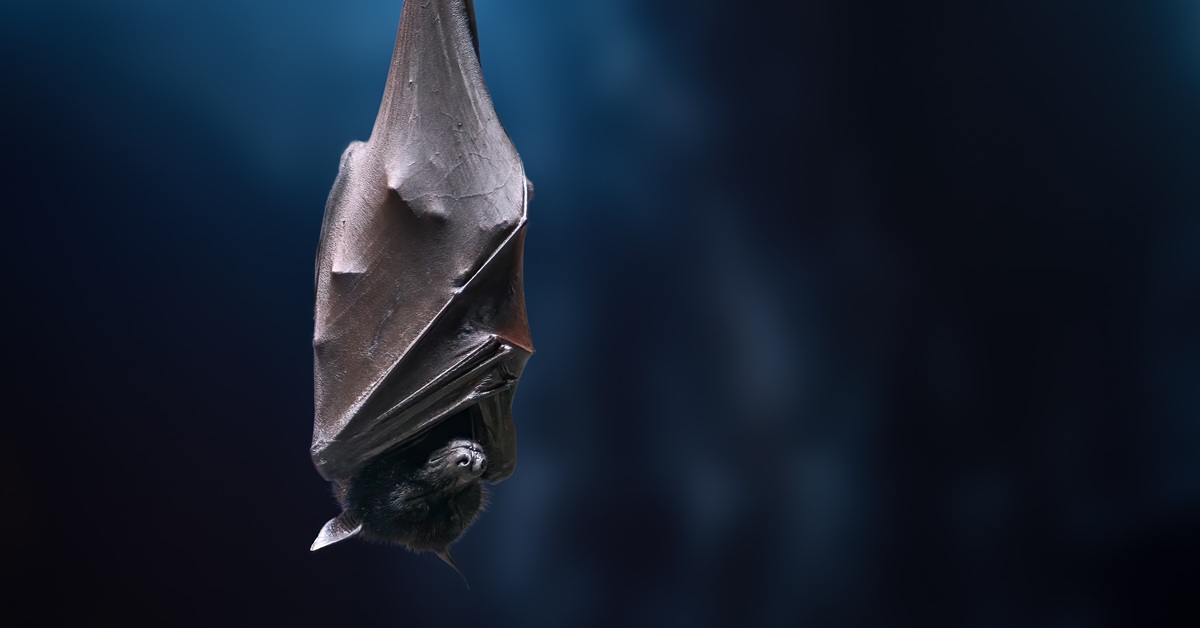 bat hanging upside down in dark background