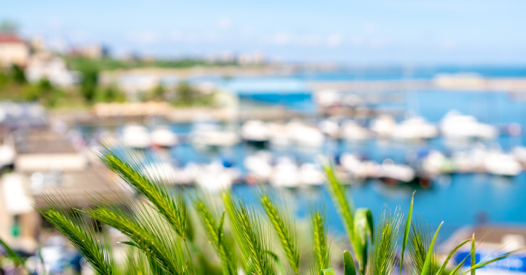 green grass overlooking harbor scene