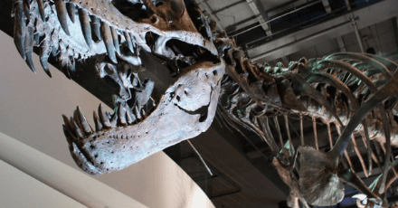 houston_museum_of_natural_science_paleontology_hall_may_2012_5-resized-600-thumb