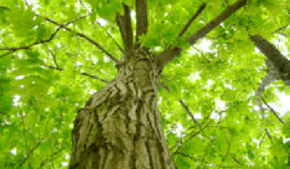 Australian_Foresters_look_to_Boost_Opportunity_in_Renewable_Energy_Sector-banner