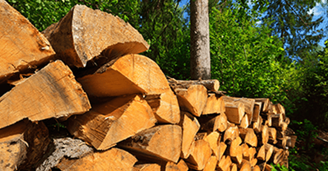 Why Addressing Deforestation Makes Good Business Sense Banner Image