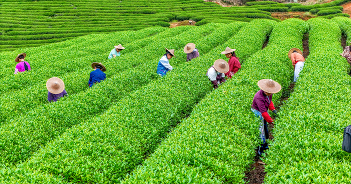 Workers at Jiarun Tea Garden harvest tea leaves in rows of bright green tea plants